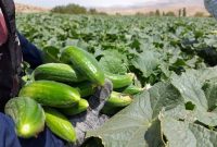 پیش‌بینی تولید ۱۵ هزار تنی خیار در آذربایجان غربی
