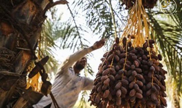 تصمیم جدید برای حمایت از کشاورزی: ۵ محصول از پرداخت عوارض آب مجازی معاف شدند تصمیم جدید برای حمایت از کشاورزی: ۵ محصول از پرداخت عوارض آب مجازی معاف شدند