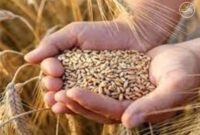 افزایش محسوس قیمت: خرید تضمینی گندم از ۴۲ هزار تومان بیشتر شد
