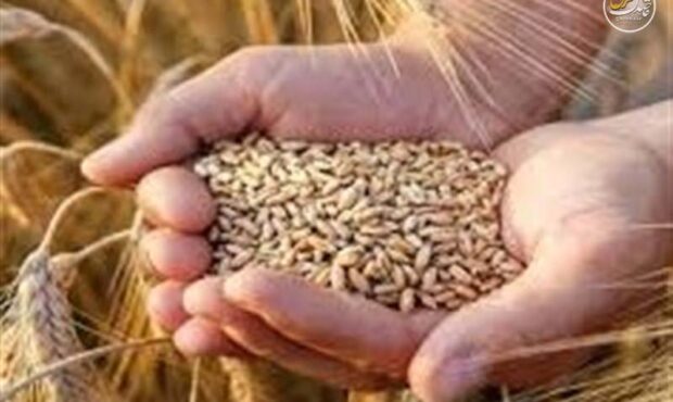 افزایش محسوس قیمت: خرید تضمینی گندم از ۴۲ هزار تومان بیشتر شد
