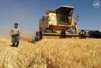 اختصاص 504همت برای یارانه گندم و نان/ ذخایر آرد تأمین است