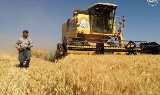 اختصاص 504همت برای یارانه گندم و نان/ ذخایر آرد تأمین است