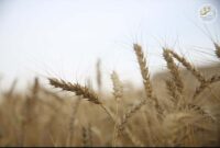 انحراف گندم از چرخه‌ی آرد و نان/لزوم حمایت فوری از گندمکاران