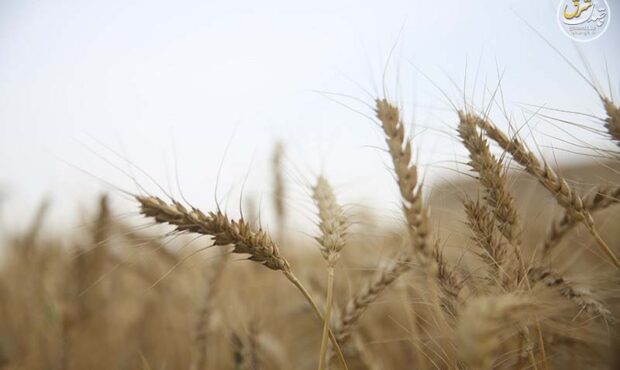 انحراف گندم از چرخه‌ی آرد و نان/لزوم حمایت فوری از گندمکاران