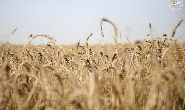 تأکید دیوان محاسبات بر تأمین منابع خرید تضمینی گندم تأکید دیوان محاسبات بر تأمین منابع خرید تضمینی گندم