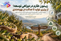 زیتون طارم در دوراهی توسعه؛ از برتری تولید تا عدالت در بهره‌مندی