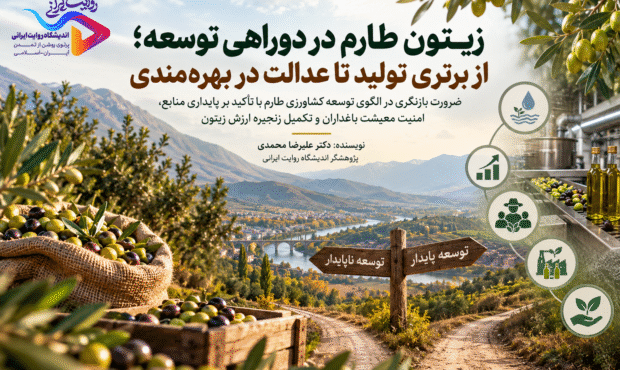 زیتون طارم در دوراهی توسعه؛ از برتری تولید تا عدالت در بهرهمندی زیتون طارم در دوراهی توسعه؛ از برتری تولید تا عدالت در بهرهمندی